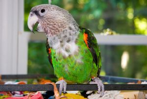 Cape Parrot Pictures