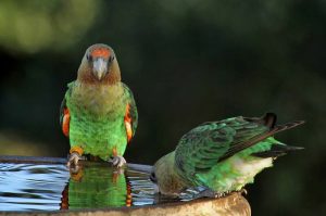Cape Parrots