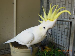 Greater Sulphur Crested Cockatoo