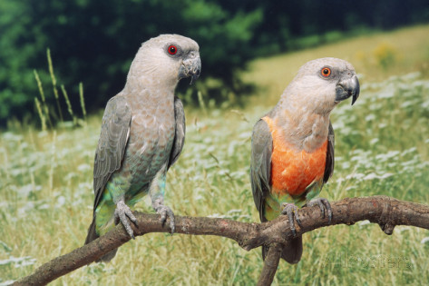 Image result for Red-bellied parrot