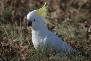 Sulphur Crested Cockatoo