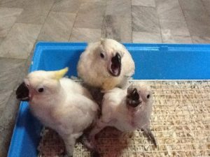 Sulphur Crested Cockatoo Baby