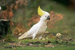 Sulphur Crested Cockatoo Bird