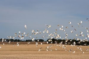 Sulphur Crested Cockatoo Flock