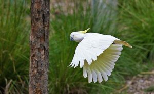 Sulphur Crested Cockatoo Flying