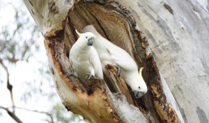 Sulphur Crested Cockatoo Nest