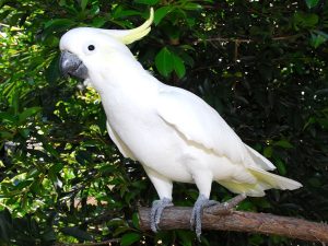 Sulphur Crested Cockatoo Pictures
