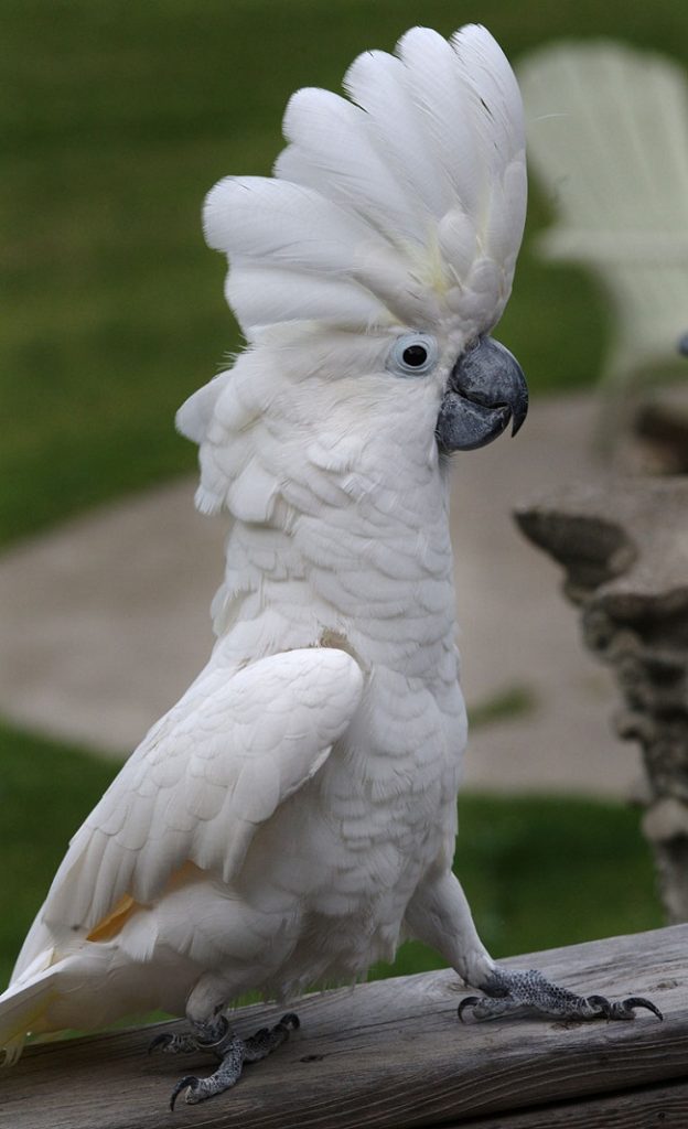 umbrella cockatoo lifespan in wild