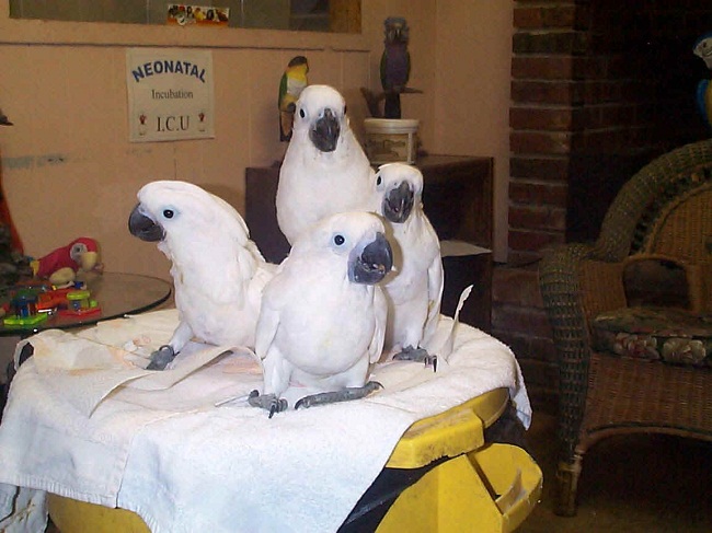 umbrella cockatoo vs cockatiel umbrella cockatoo vs cockatiel