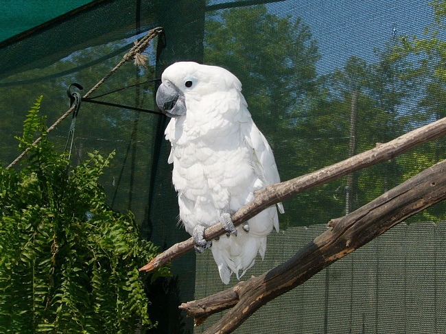 white cockatoo breeds white cockatoo breeds