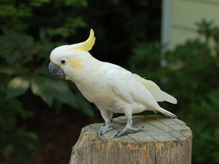 baby yellow cockatoo baby yellow cockatoo