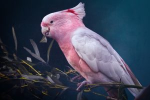 Rose-Breasted Galah Cockatoo Baby Parrot