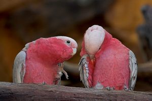 Rose-Breasted Galah Cockatoo Baby Parrot