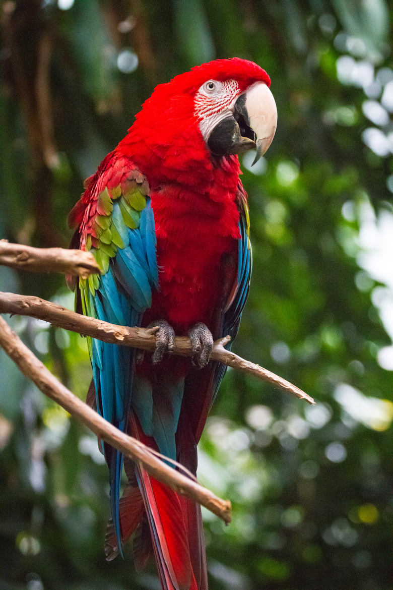 perforere Forstyrre stille Green Wing Macaw Facts, Pet Care, Housing, Behavior, Pictures