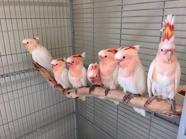 pink umbrella cockatoo price pink umbrella cockatoo price