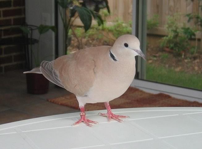 Ringneck Dove (Barbary Dove)