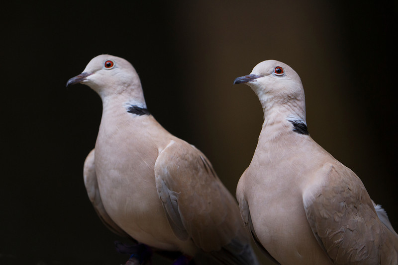 Image result for ringneck dove