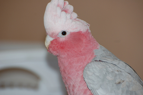 pink breasted cockatoo for sale pink breasted cockatoo for sale