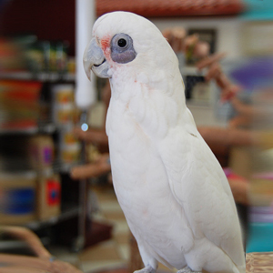 bare eyed cockatoo rescue bare eyed cockatoo rescue