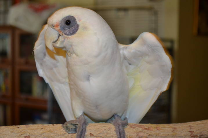 bare eyed cockatoo and slender billed cockatoo bare eyed cockatoo and slender billed cockatoo
