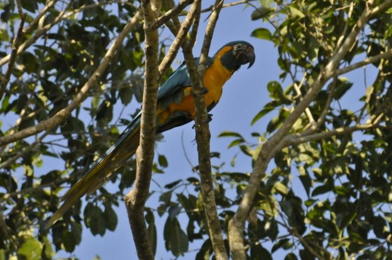 Blue-Throated Macaw Facts, Pet Care, Temperament, Pictures