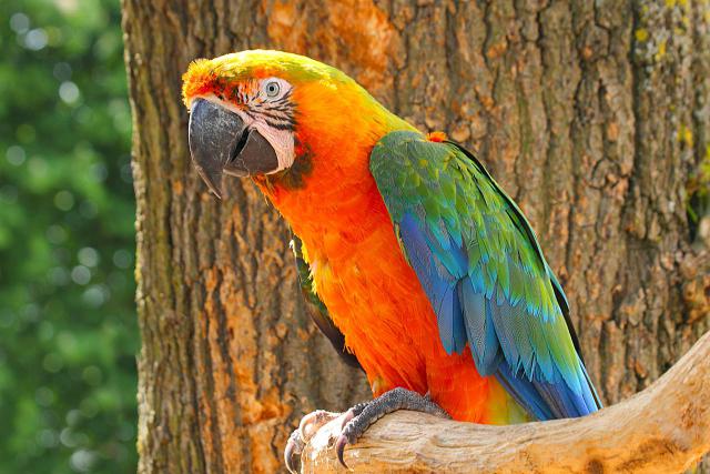 Catalina-Macaw.jpg