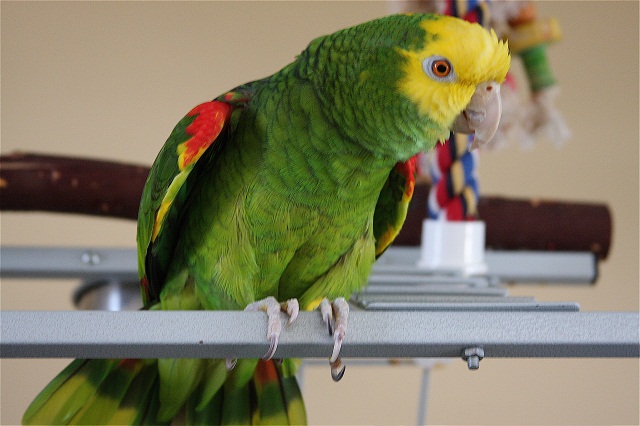 Double Yellow Headed Amazon Facts Care as Pets Pictures