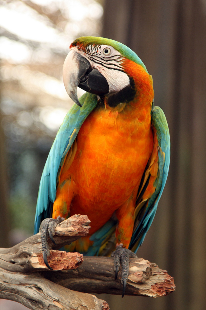 Image result for Harlequin Macaw