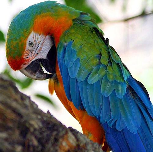 Harlequin-Macaw-Pictures.jpg