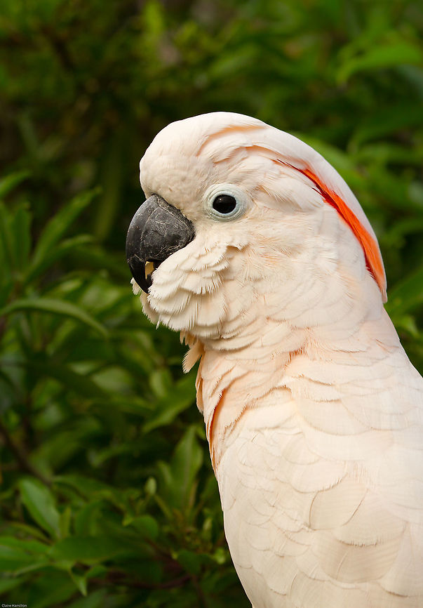 cockatoo cost cockatoo cost