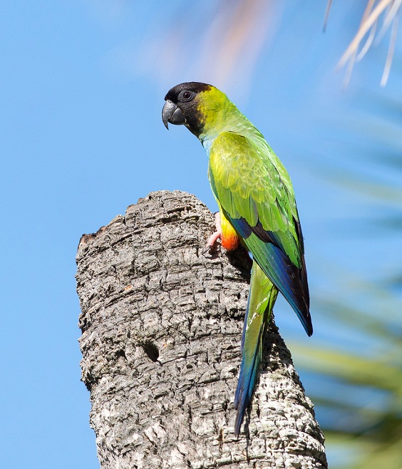 Nanday Conure Facts, Care as Pets, Temperament, Pictures