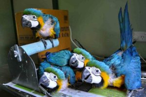 Blue and Gold Macaw Babies