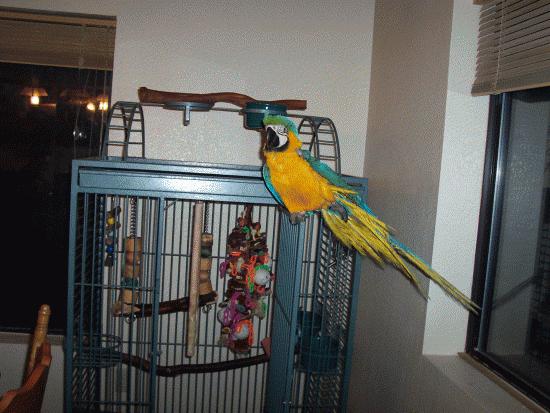 Blue and gold macaw travel on sale carrier