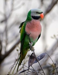 Mustached Parakeet Facts, Care as Pets, Temperament, Pictures