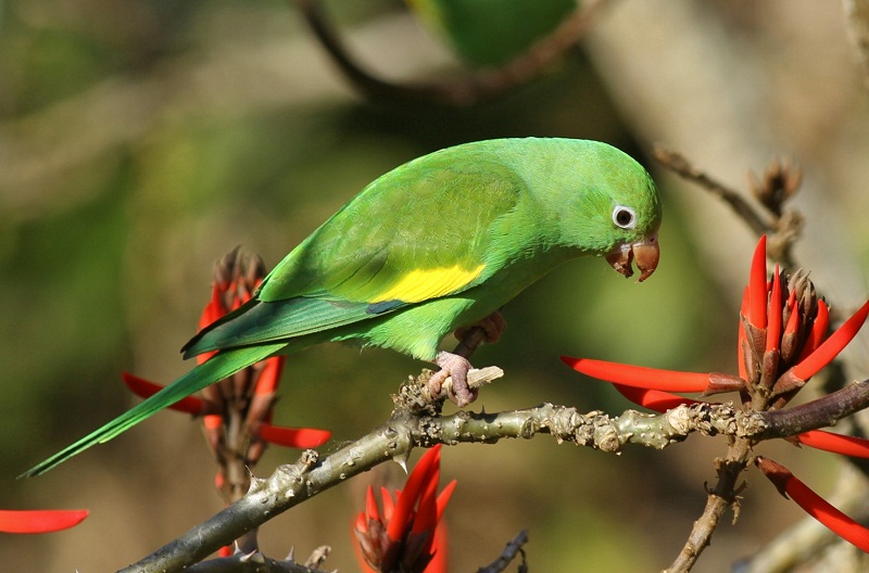Yellow chevroned parakeet for sale 2025