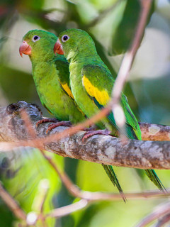 Yellow chevroned parakeet for sale 2025