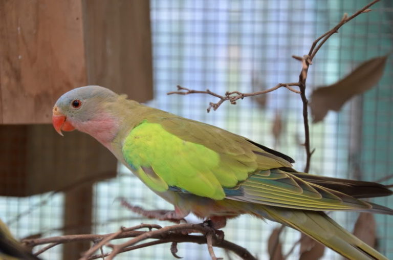 Princess Parrot Facts, Care as Pets, Personality, Pictures