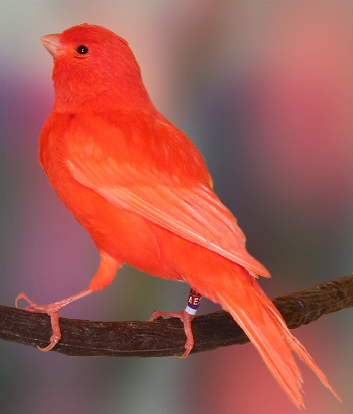 Red Factor Canary