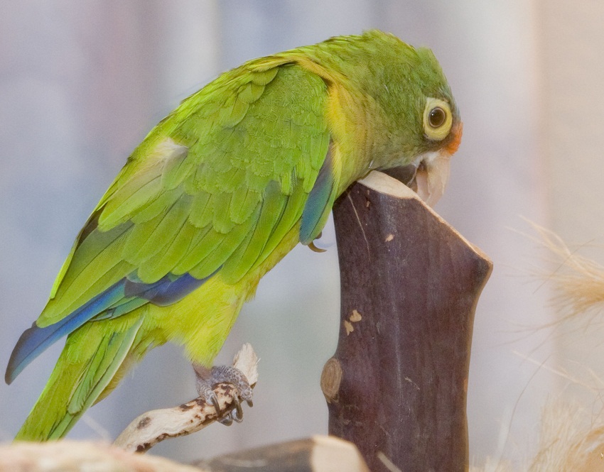 Half discount moon conure