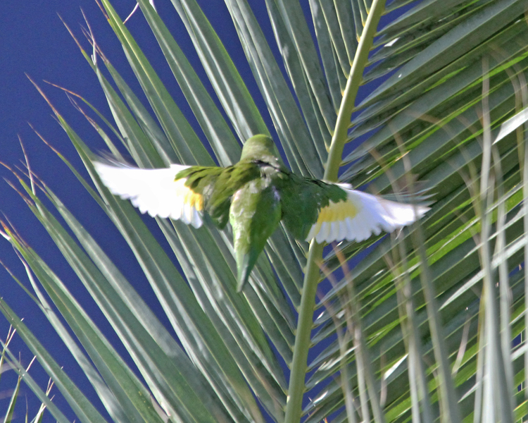 White Winged Parakeet Facts Care as Pets Housing Pictures