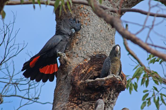 Red-Tailed Black Cockatoo