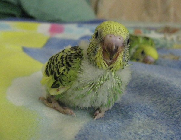 Parakeets: List of Types, Care as Pets, Lifespan, Pictures