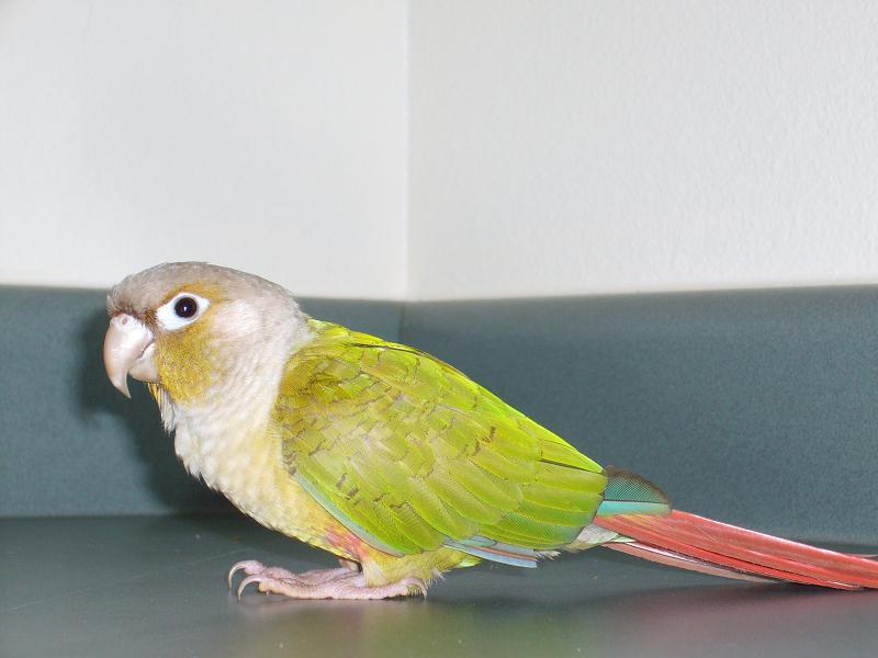 Green Cheek Conure Chart