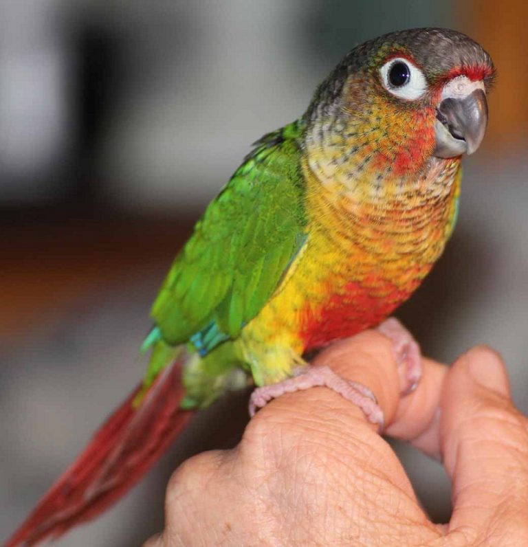 green cheek conure stuffed animal