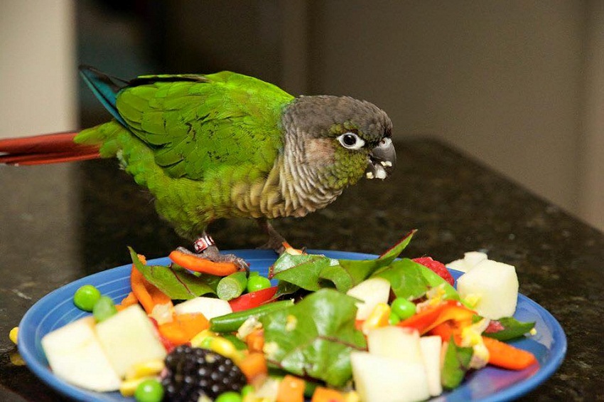 Green Cheek Conure Weight Chart