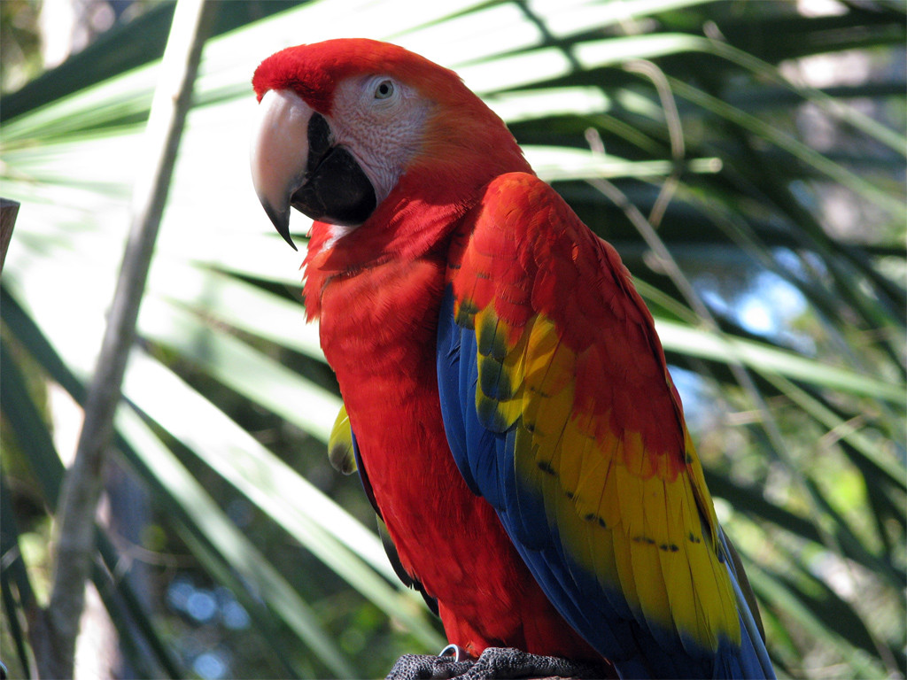 Calico Macaw