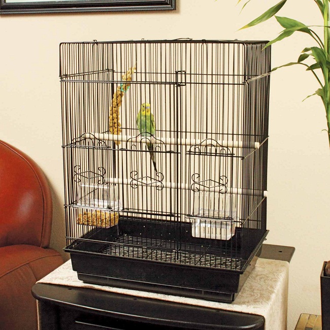 Parakeets Types, Care as Pets, Lifespan, Pictures