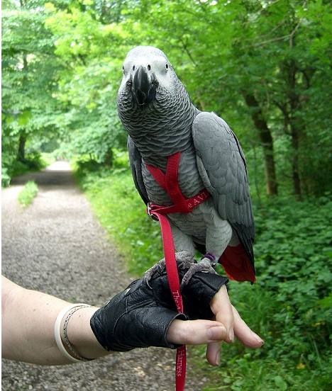 the aviator bird harness and leash