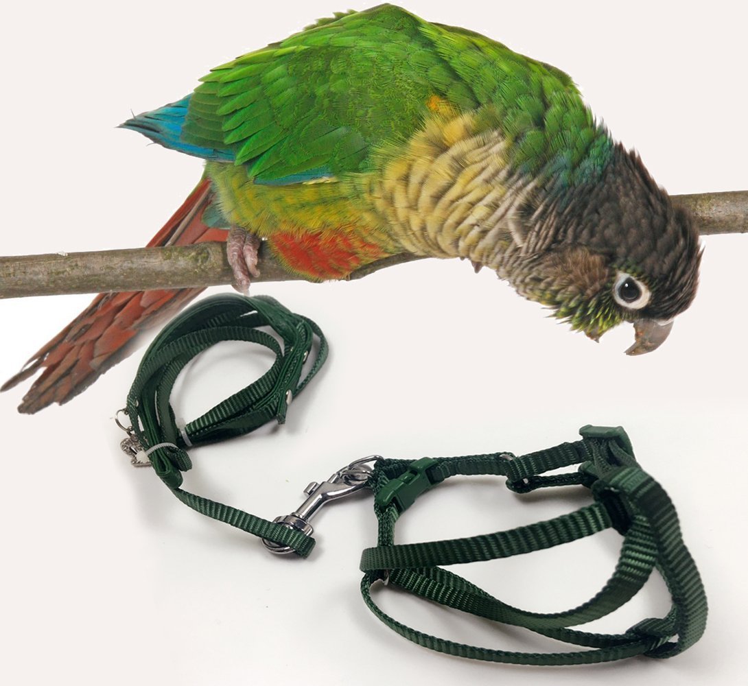 parrotlet harness and leash