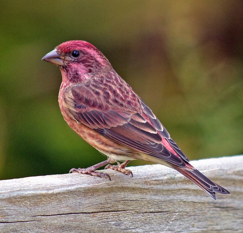 Purple-Finch.jpg